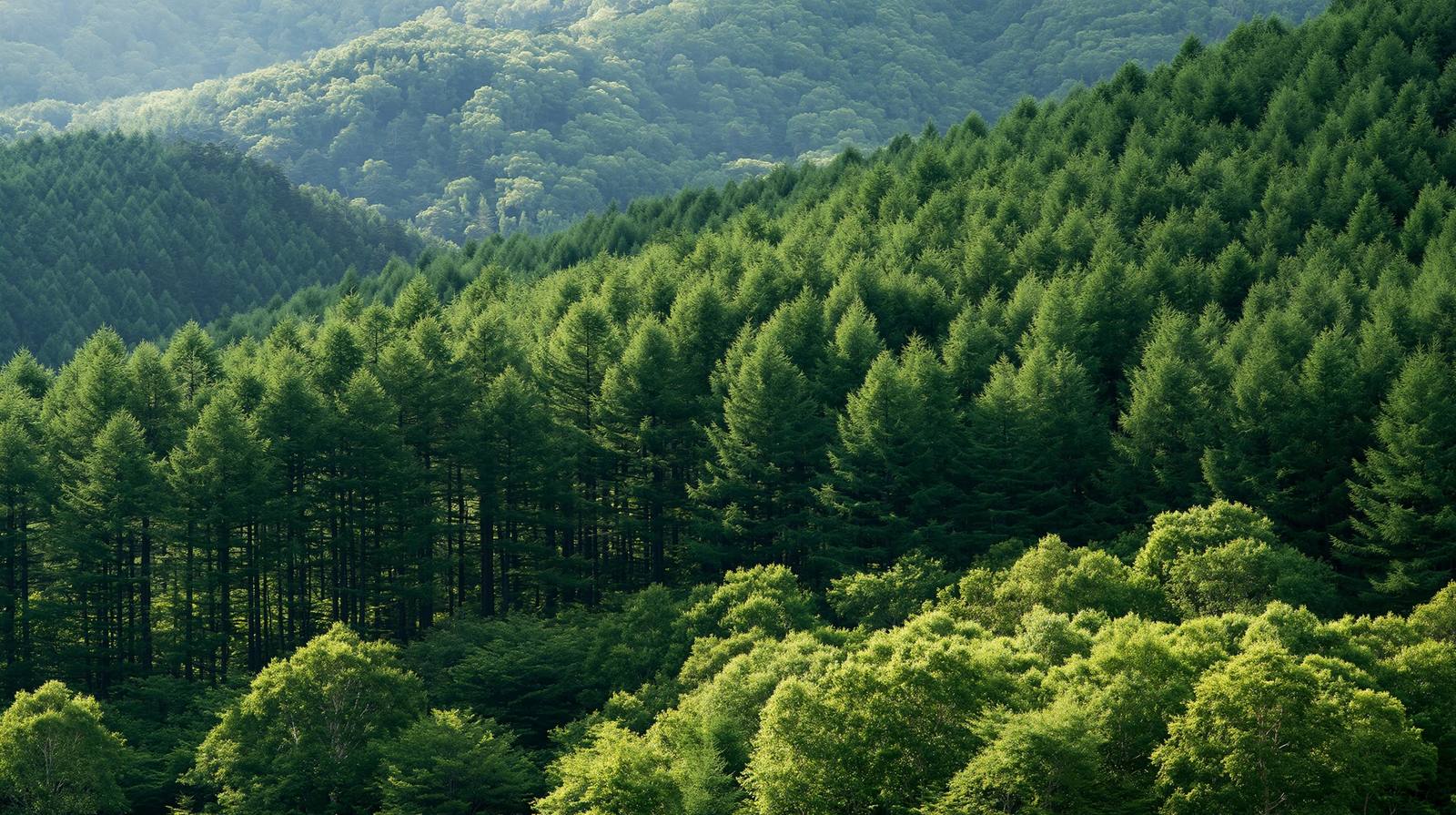 夏